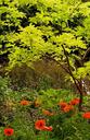 Garden plants.